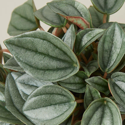 Peperomia 'Napoli Nights' - 4" Pot