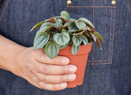 Peperomia 'Napoli Nights' - 4" Pot