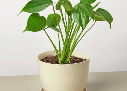 Philodendron Monstera Split-Leaf