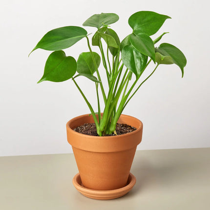 Philodendron Monstera Split-Leaf