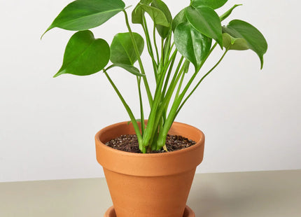 Philodendron Monstera Split-Leaf