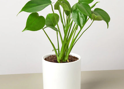 Philodendron Monstera Split-Leaf