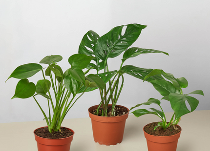 Monstera Bundle