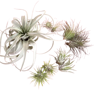 Mothers Day Air Plant Bundle