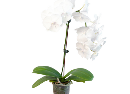 Orchid 'White Phalaenopsis'