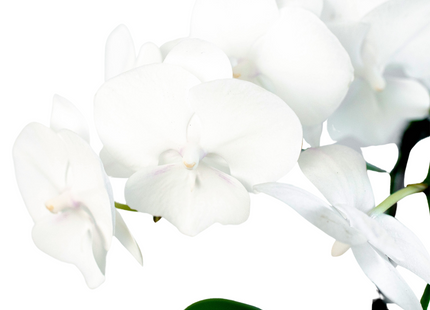 Orchid 'White Phalaenopsis'