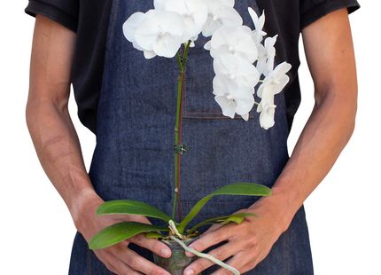Orchid 'White Phalaenopsis'