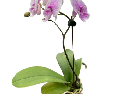 Orchid 'Light Pink Phalaenopsis'