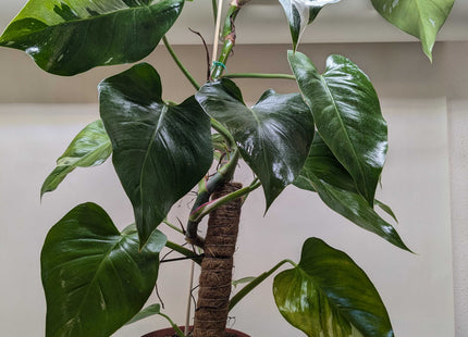Philodendron 'White Princess'