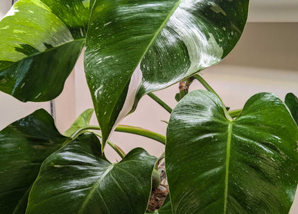 Philodendron 'White Princess'