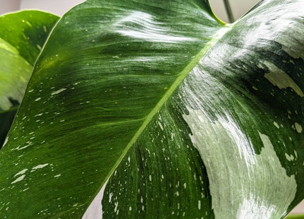 Philodendron 'White Princess'