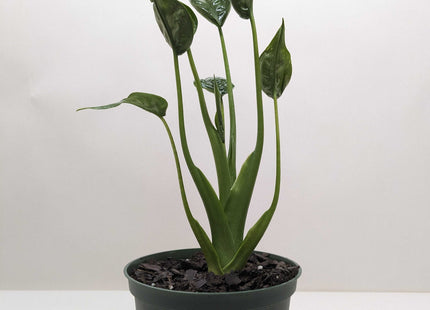Alocasia 'Tiny Dancer' - 4" Pot