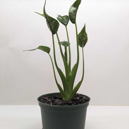 Alocasia 'Tiny Dancer' - 4" Pot