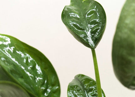 Alocasia 'Tiny Dancer' - 4" Pot
