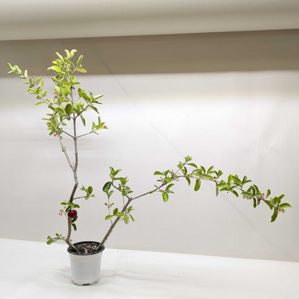 Malpighia Barbados Cherry