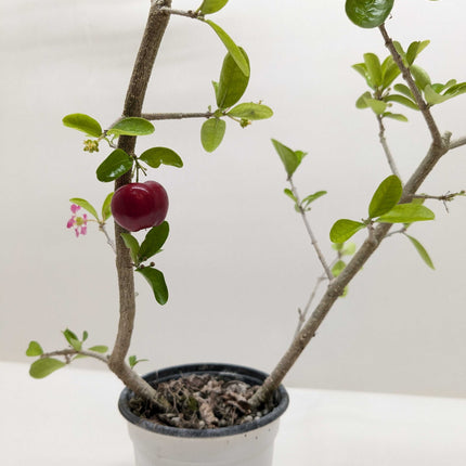 Malpighia Barbados Cherry