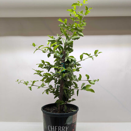 Malpighia Barbados Cherry