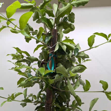 Malpighia Barbados Cherry