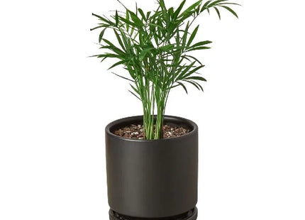 Parlor Palm