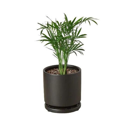Parlor Palm | Live Plant for Indoor & Outdoor | House Plant Decor