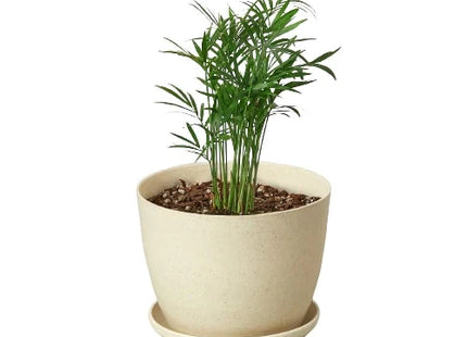 Parlor Palm