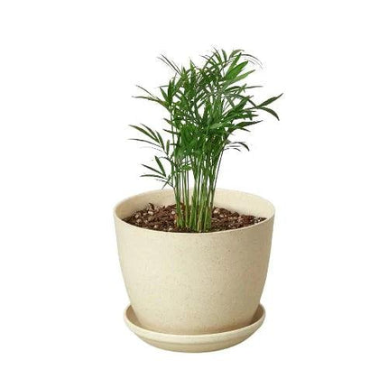 Parlor Palm | Live Plant for Indoor & Outdoor | House Plant Decor
