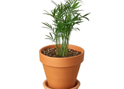 Parlor Palm