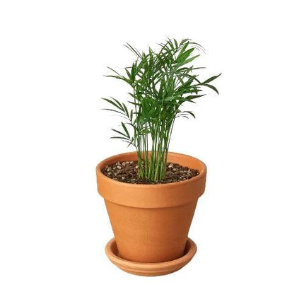 Parlor Palm | Live Plant for Indoor & Outdoor | House Plant Decor