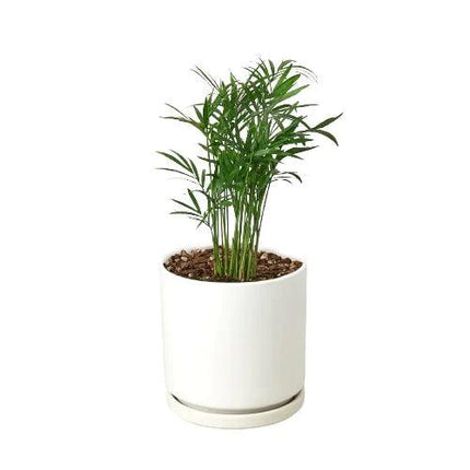 Parlor Palm | Live Plant for Indoor & Outdoor | House Plant Decor