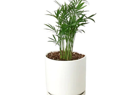 Parlor Palm