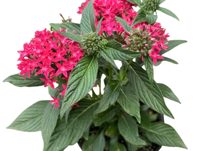 Pentas Red