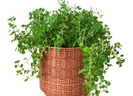 Pepe Planter - 6.5 Inch
