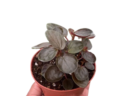 Peperomia 'Rugosa'