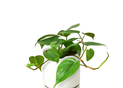 Philodendron Cordatum Heartleaf