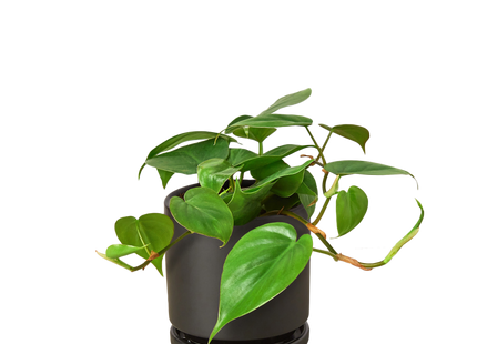 Philodendron Cordatum Heartleaf