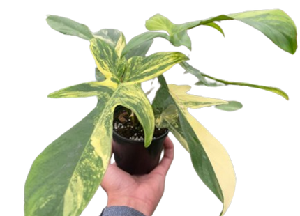 Philodendron Florida Beauty Variegated