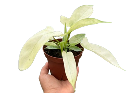 Philodendron 'Florida Ghost'