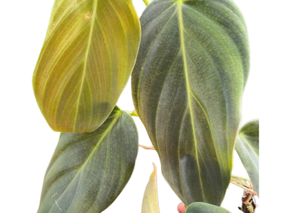 Philodendron Gigas