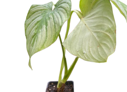 Philodendron 'Mamei'