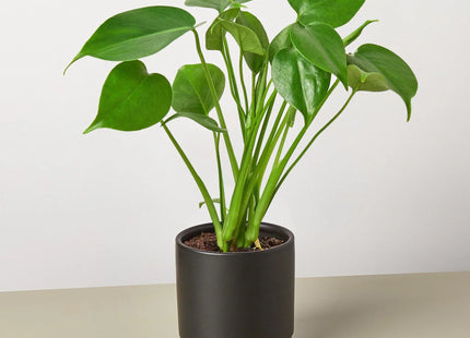 Philodendron Monstera Split-Leaf
