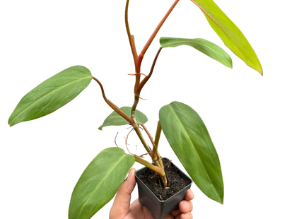 Philodendron Red Emerald