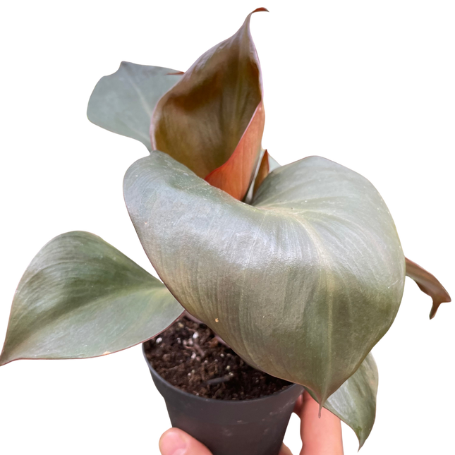 Philodendron 'Red Heart'