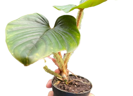 Philodendron 'Serpens'