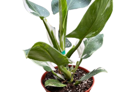 Philodendron 'White Wizard'