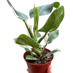 Philodendron 'White Wizard'