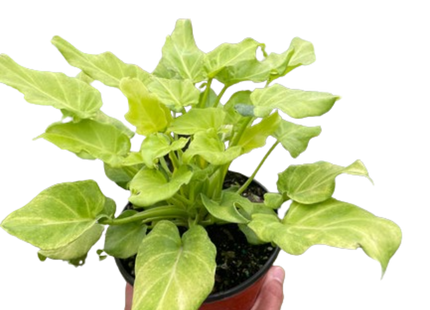 Philodendron 'Xanadu' Variegated