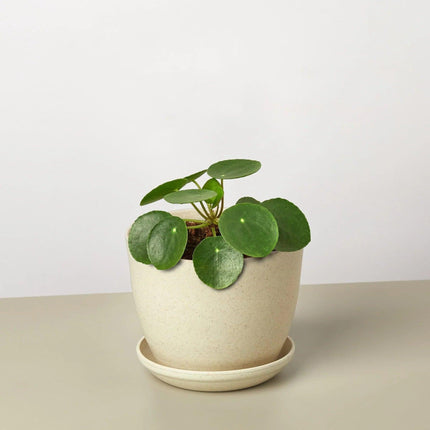 Pilea Peperomioides 'Chinese Money' | Live Plant for Indoor & Outdoor | House Plant Decor