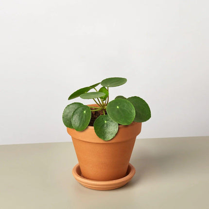 Pilea Peperomioides 'Chinese Money' | Live Plant for Indoor & Outdoor | House Plant Decor