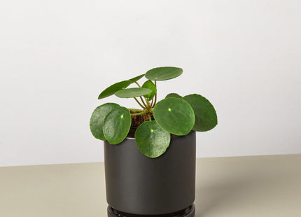 Pilea Peperomioides 'Chinese Money' - House Plant Shop