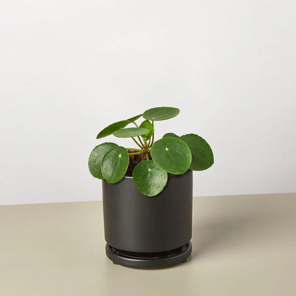 Pilea Peperomioides 'Chinese Money' | Live Plant for Indoor & Outdoor | House Plant Decor
